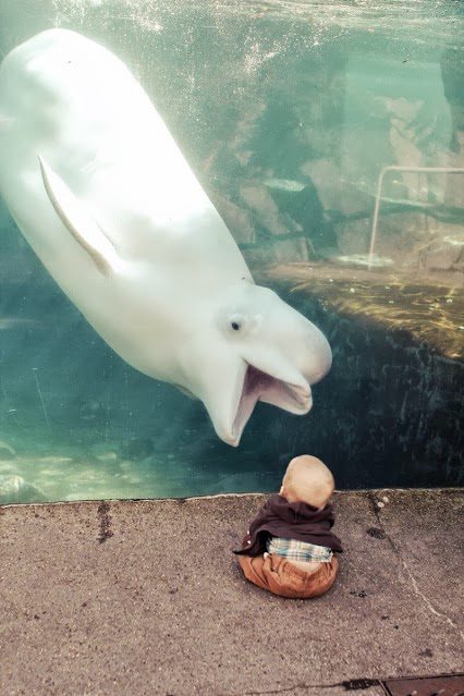Beluga Beluga