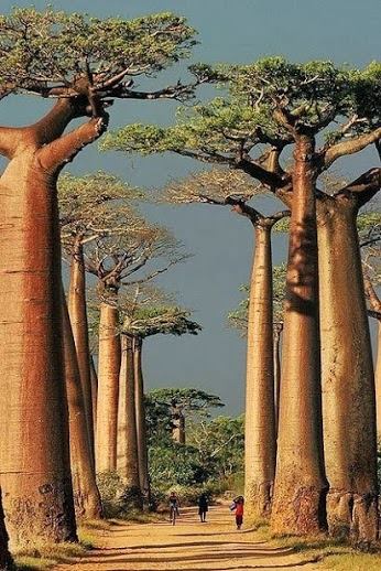 Baobabi Baobabi