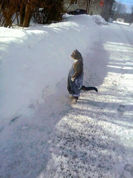 Hej, sused! Hej, sused!