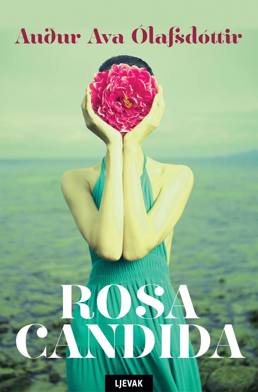 Rosa candida