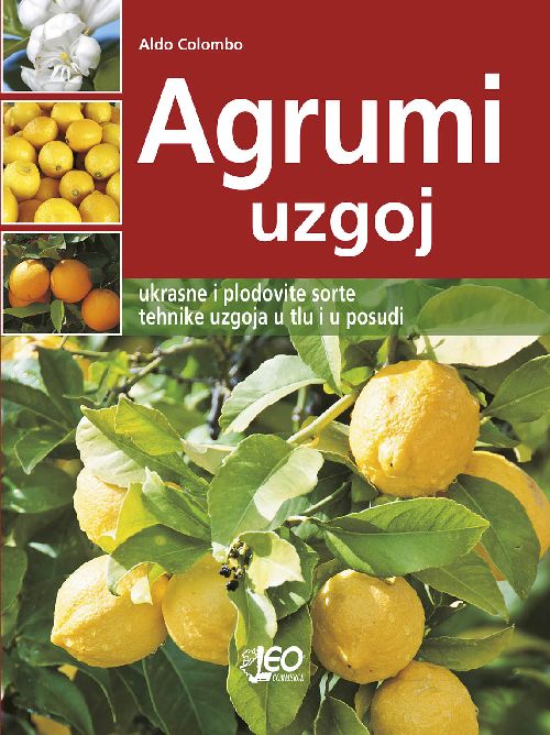 Agrumi - uzgoj