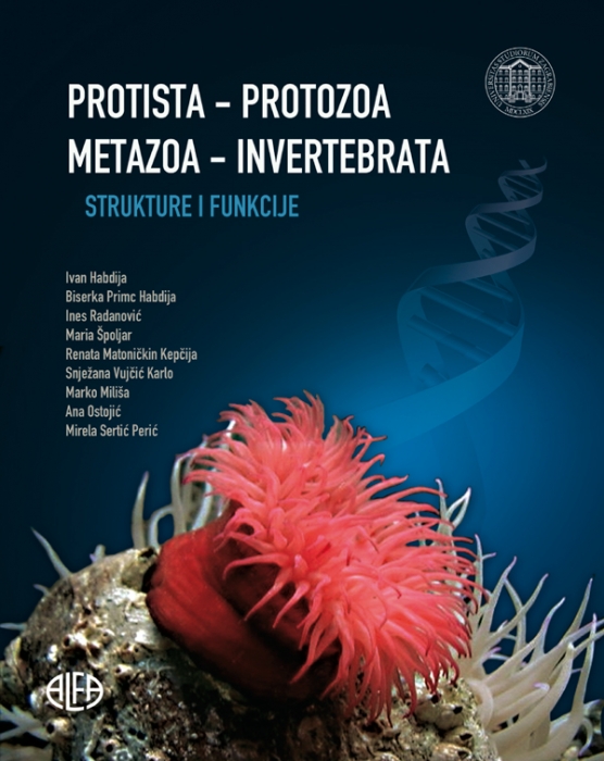 Protista - Protozoa / Metazoa - Invertebrata